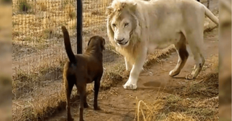 Labrador komt oog in oog te staan met een enorme witte leeuw, maar de leeuw grijpt haar been