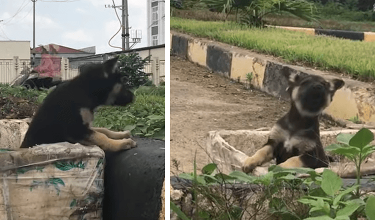 Kleine puppy gedumpt in een prullenbak als vuilnis, schreeuwt om hulp