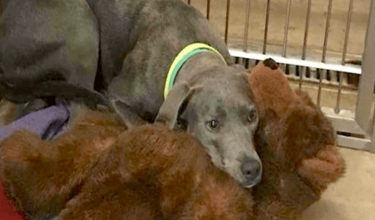 Hond gedumpt samen met haar teddybeer krijgt een nieuwe vader die haar nooit in de steek zou laten