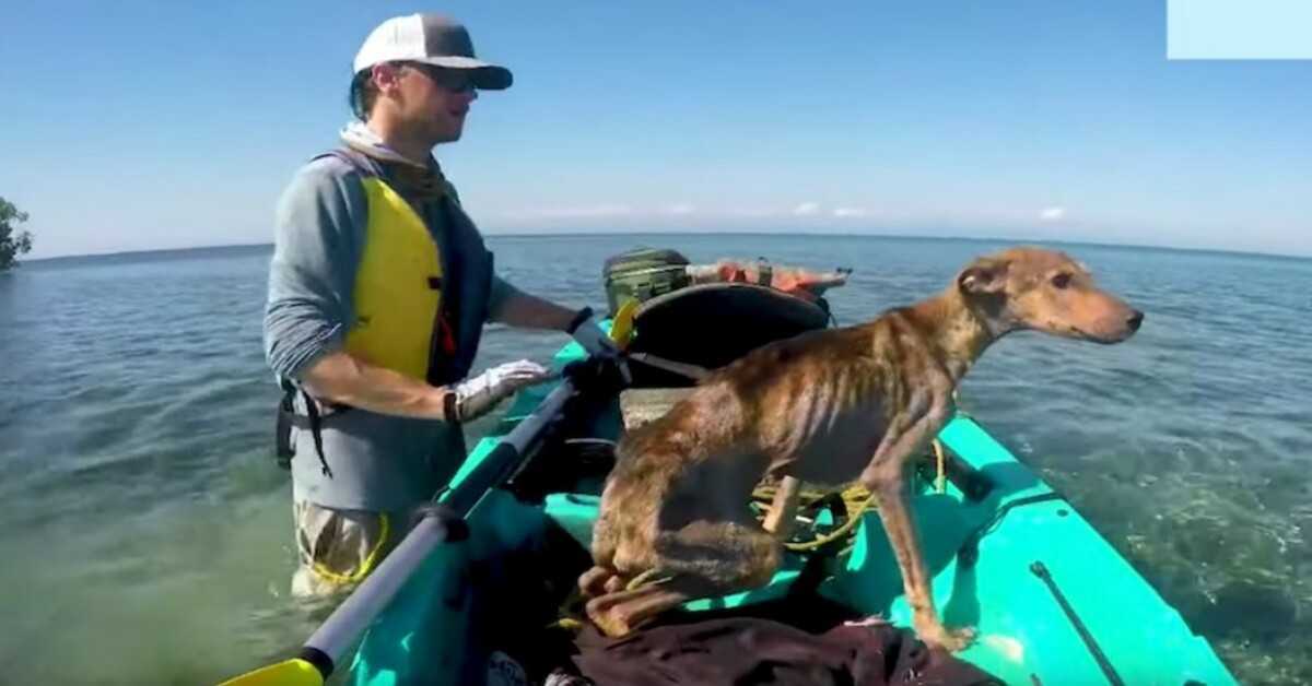 Man redt uitgehongerde hond alleen op afgelegen eiland en brengt hem naar huis