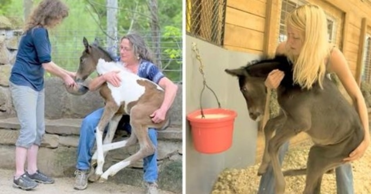 Ongewenste paarden achtergelaten om te sterven in wrede fokkerijwereld, een vriendelijke vrouw redt ze