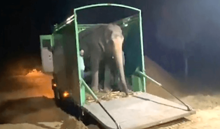 Blinde olifant kreeg eindelijk haar eerste smaak van vrijheid na 46 jaar gevangenschap