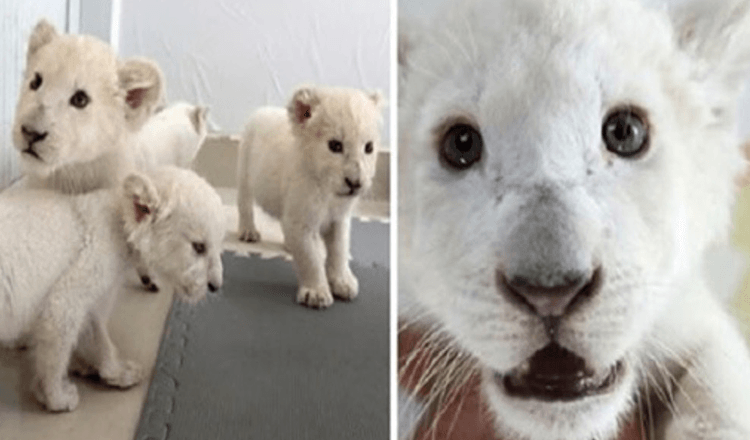 Extreem zeldzame witte leeuw vierling geboren in Safari Park