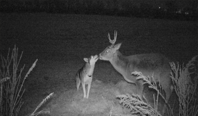 Verdwaalde hond betrapt op trailcamera terwijl hij een paar dagen met haar ‘Buck Boyfriend’ in het bos doorbrengt