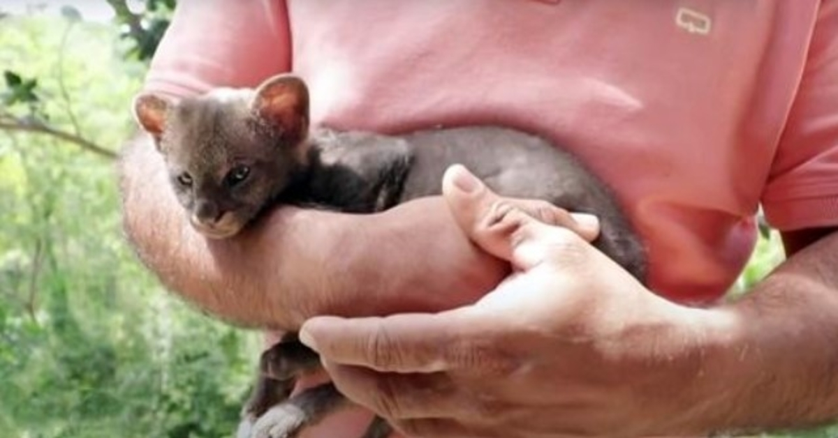 Boer redt verdwaald ‘kitten’ van de kant van de weg, kat wordt uiteindelijk een poemawelp