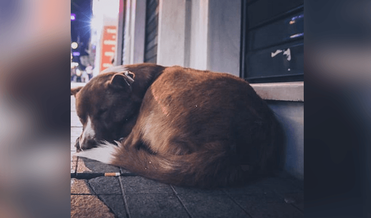 Zwangere hond wordt op straat gedumpt, gaat huilend rond en bedelt om eten