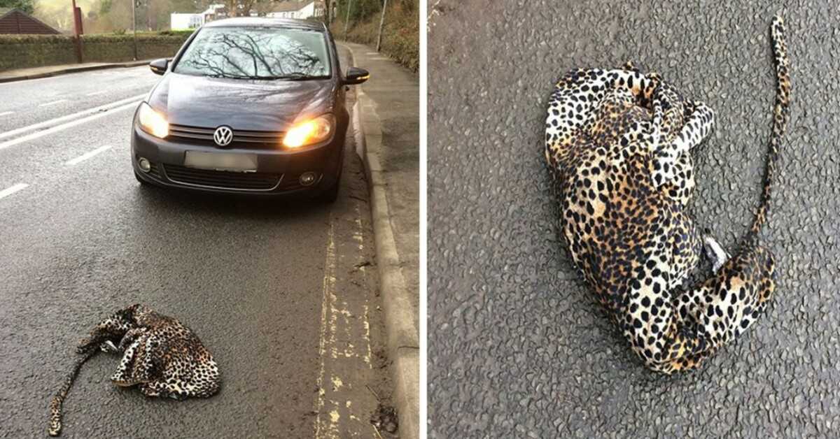 Man stopt zijn auto uit angst om gewonde luipaard te helpen die op de weg ligt