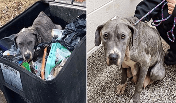 Verwaarloosde moederhond gedumpt in vuilnisbak is diepbedroefd zonder haar baby’s