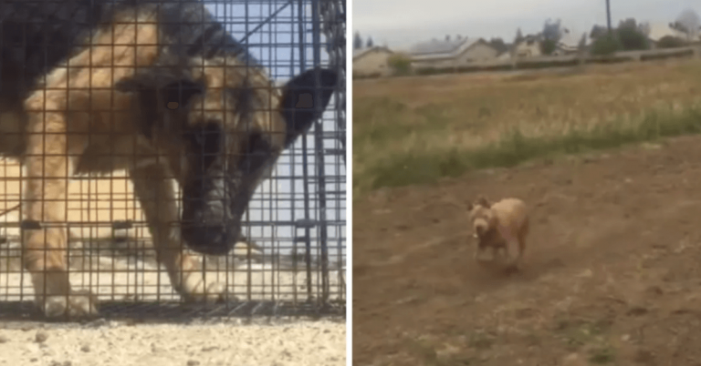 Uitgehongerde Duitse herder op de rand van het leven gered met hulp van dappere Pitbull