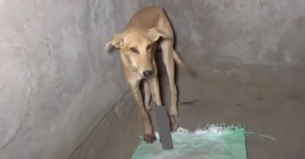 Stray vond een lege kamer om zijn poot omhoog te houden met zijn rug gebogen van de pijn