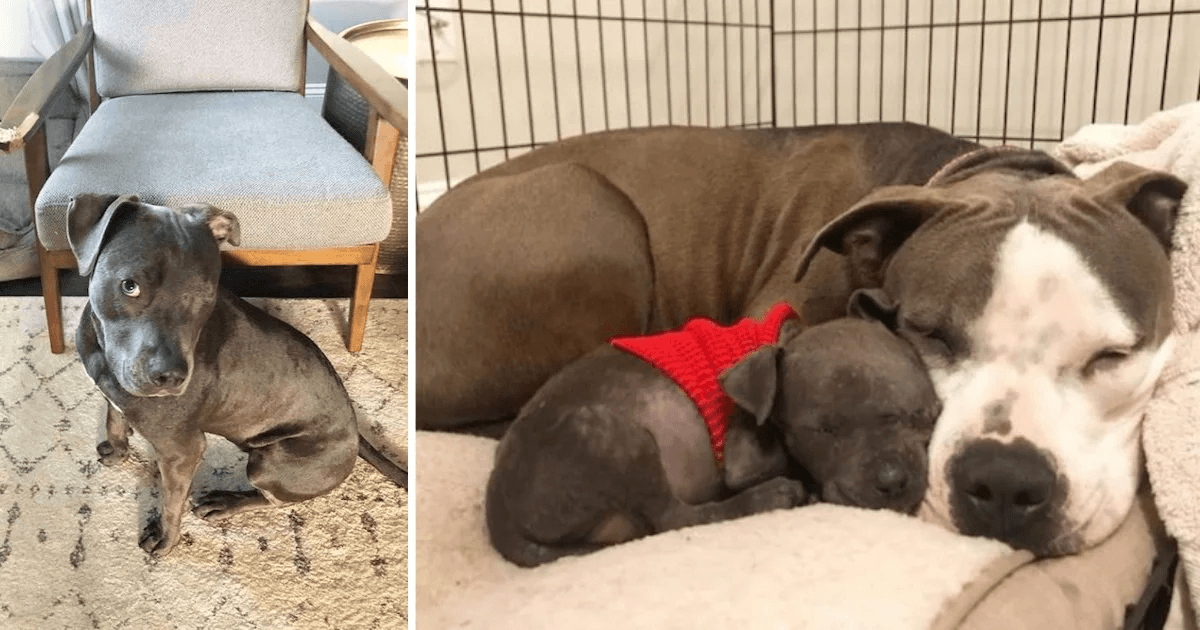 Pitbull met een gebroken hart die haar puppy’s verloor, vindt een doel met weespuppy