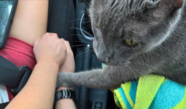 Ontroerend moment Stervende kat ‘houdt hand van eigenaar vast’ op laatste rit naar dierenarts