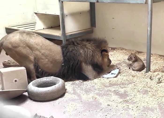 Hartverscheurend moment: vader leeuw hurkt neer om zijn babywelp voor de eerste keer te ontmoeten