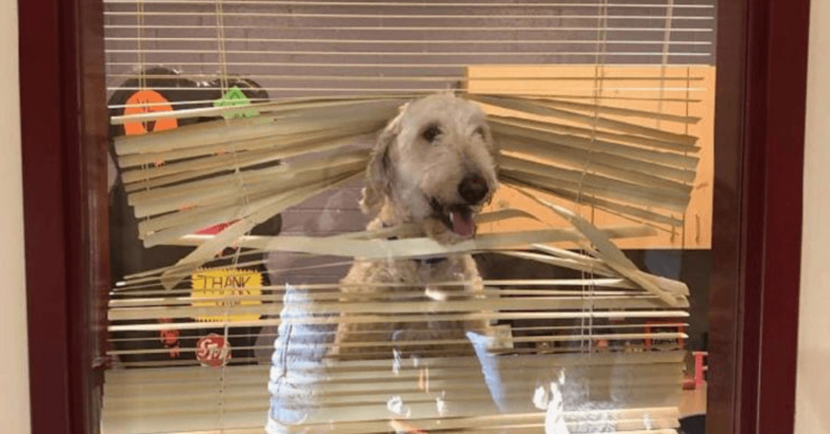 Labradoodle volgt kinderen naar school, waarna familie zijn foto ontvangt in het kantoor van de directeur