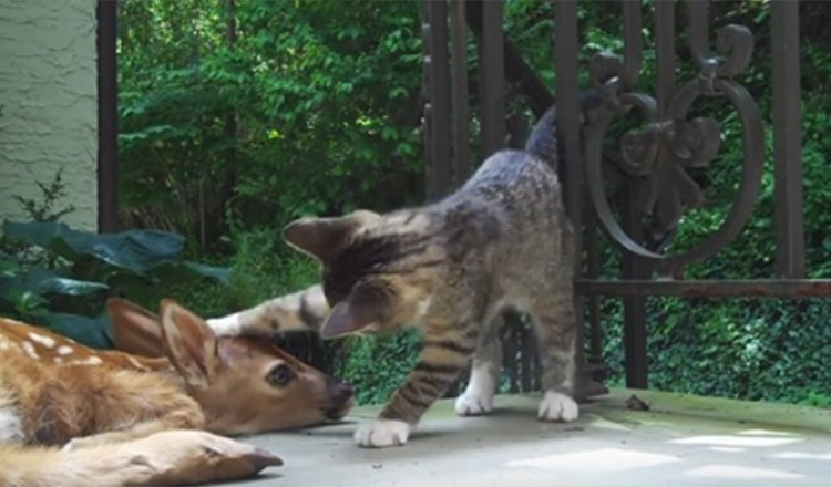 Kitten loopt over van opwinding als ze binnenkort een babyhert ontmoet