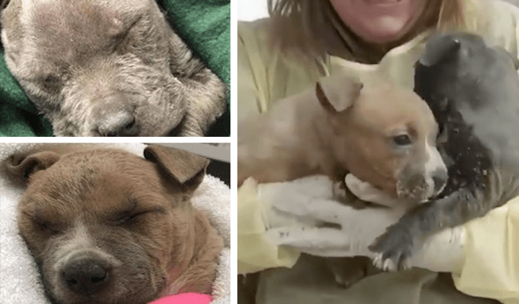 Man ziet twee bevroren puppy’s in doos en haast zich om hun leven te redden