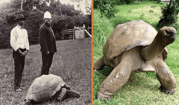 Jonathan, een 189-jarige schildpad, werd gefotografeerd in 1902 en leeft nog steeds (+8 foto’s)