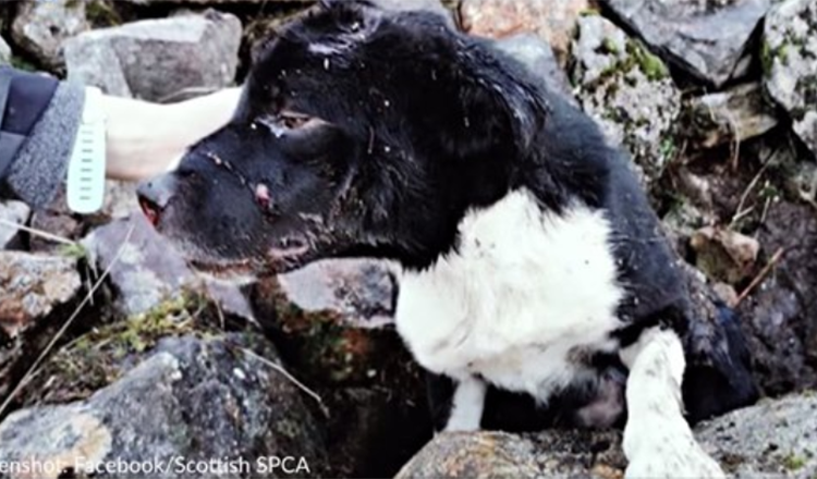 Border Collie levend gevonden onder stapel stenen wordt geadopteerd door redder