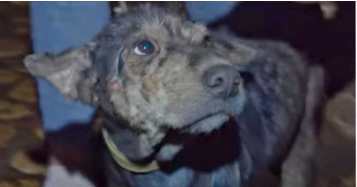 Zwakke hond 5 jaar vastgeketend huilde toen redder haar gezicht in haar handen hield