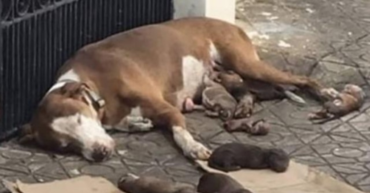 Ze bevalt op de stoep, zakt in elkaar als er hulp komt terwijl ze haar puppy’s beschermt