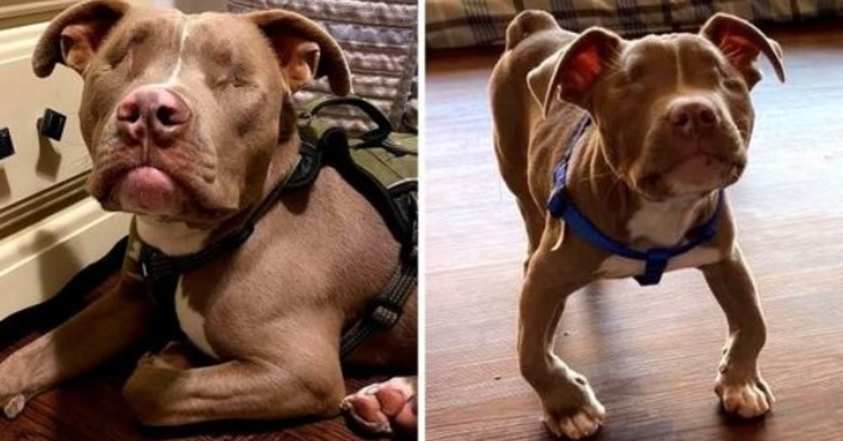 Familie adopteert blinde, gehandicapte pitbull-puppy, hij overlaadt ze met eindeloze liefde