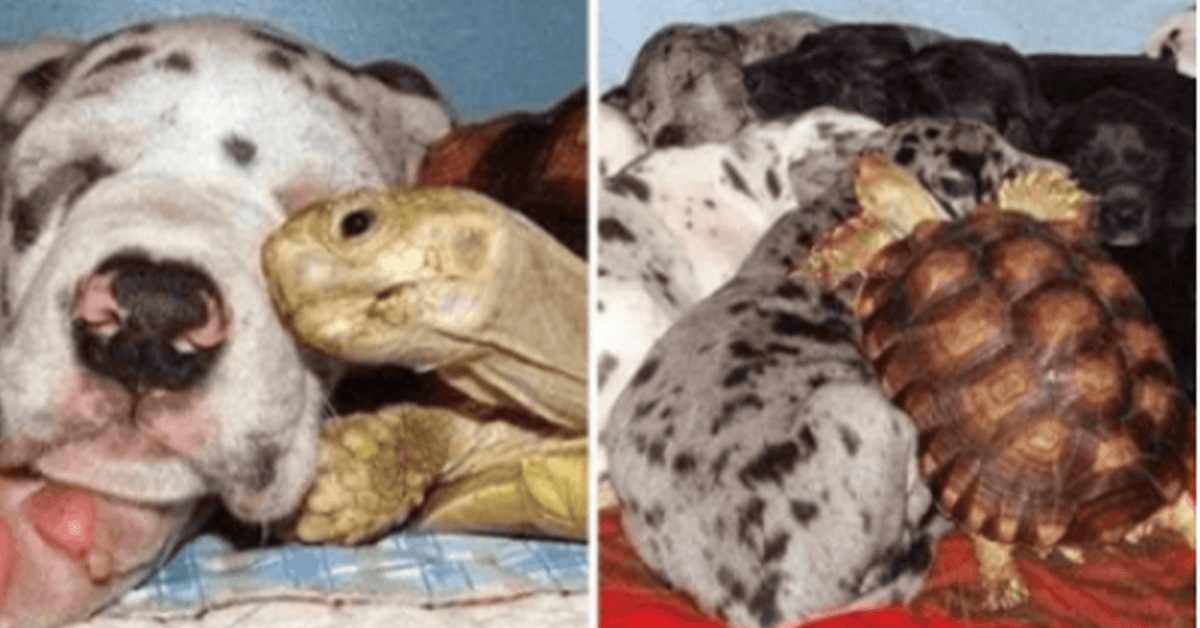 Verweesde schildpad groeit op met geredde honden en ze zijn nu onafscheidelijk