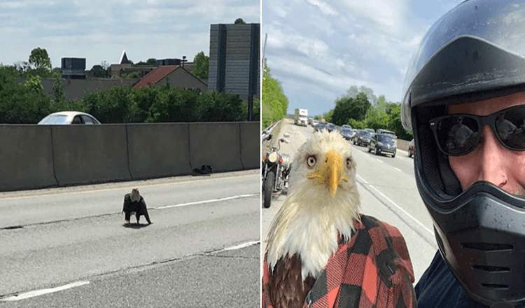 Man ziet een Amerikaanse zeearend vast komen te zitten in het verkeer en redt haar leven