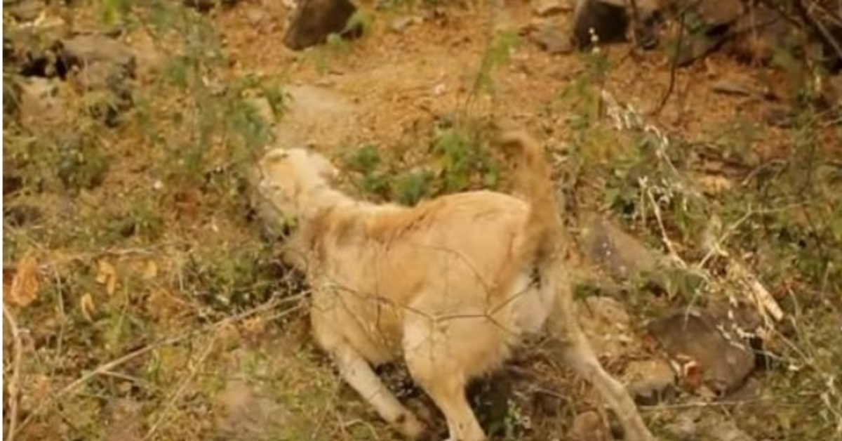 Zwangere hond die het slachtoffer is van een aanrijding, links worstelend in de struiken