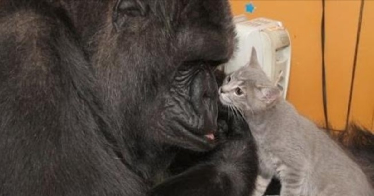 Koko de gorilla, die gebarentaal beheerste en dol was op kittens, sterft