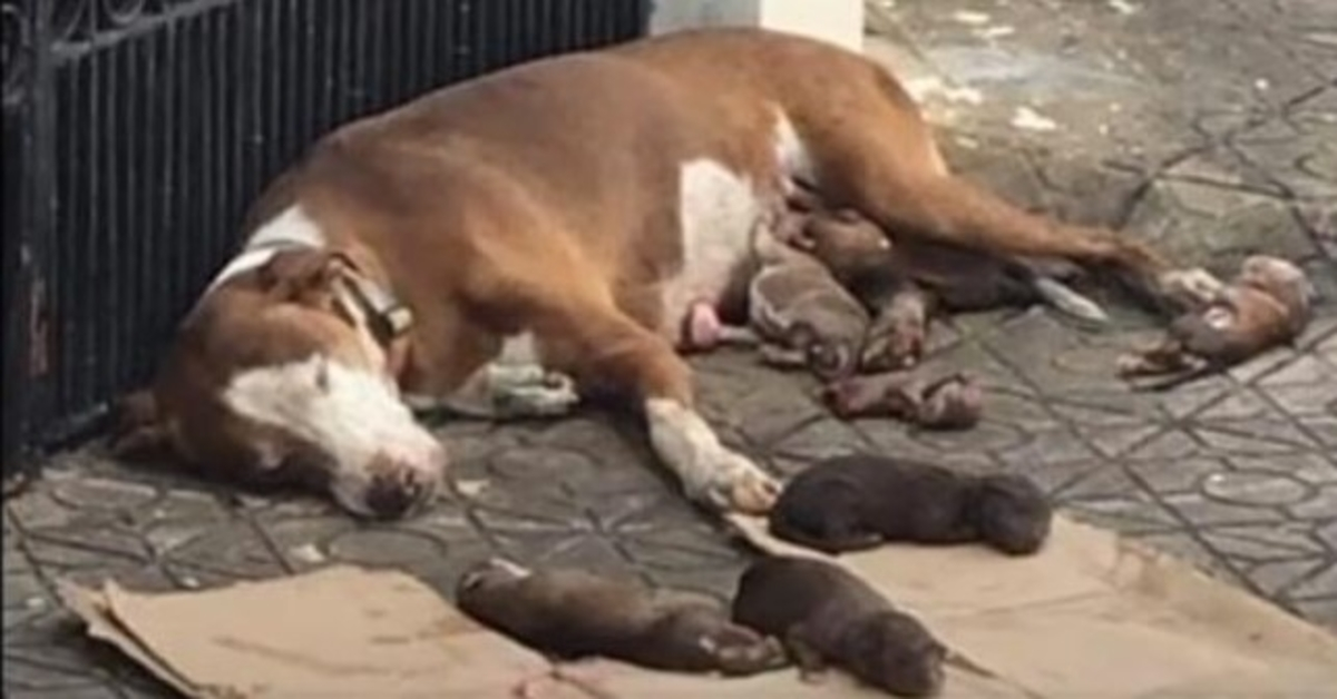 Uitgehongerde moederhond en haar ondervoede pasgeborenen net op tijd gered