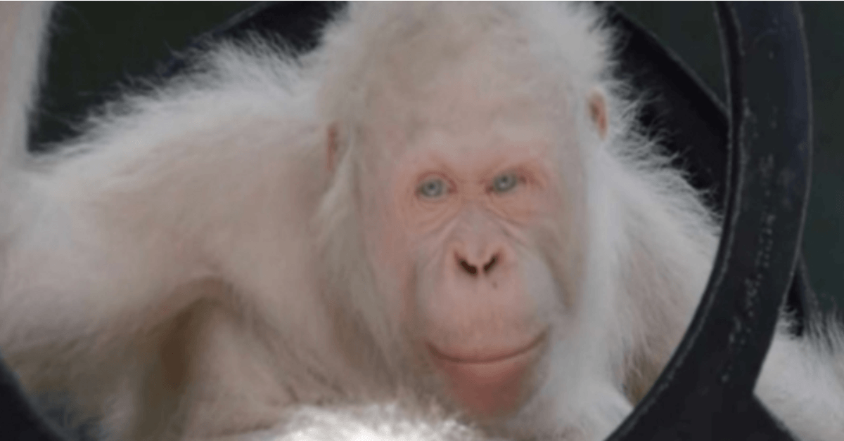 Alleen levende ΑlЬіnο orang-oetan gevonden, reddingswerkers bouwen een speciaal eiland voor haar