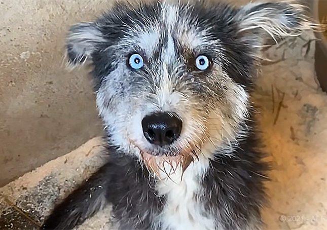 Brave Mama Dog smeekt vreemden om haar puppy’s te redden