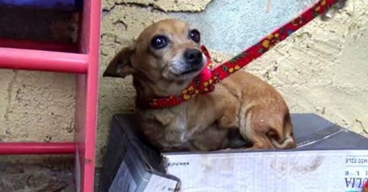 Zieke driepotige hond weet dat niemand van haar houdt, dus slaapt ze in een schoenendoos in de regen