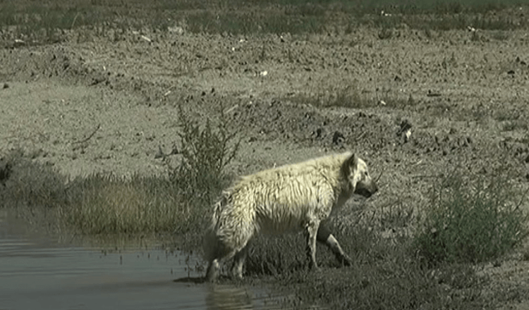 Witte Duitse herder achtergelaten in de woestijn omdat niemand hem wil