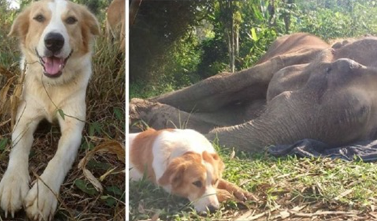 Hond weigert gescheiden te worden van zijn olifantenvriend in zijn laatste levensuren