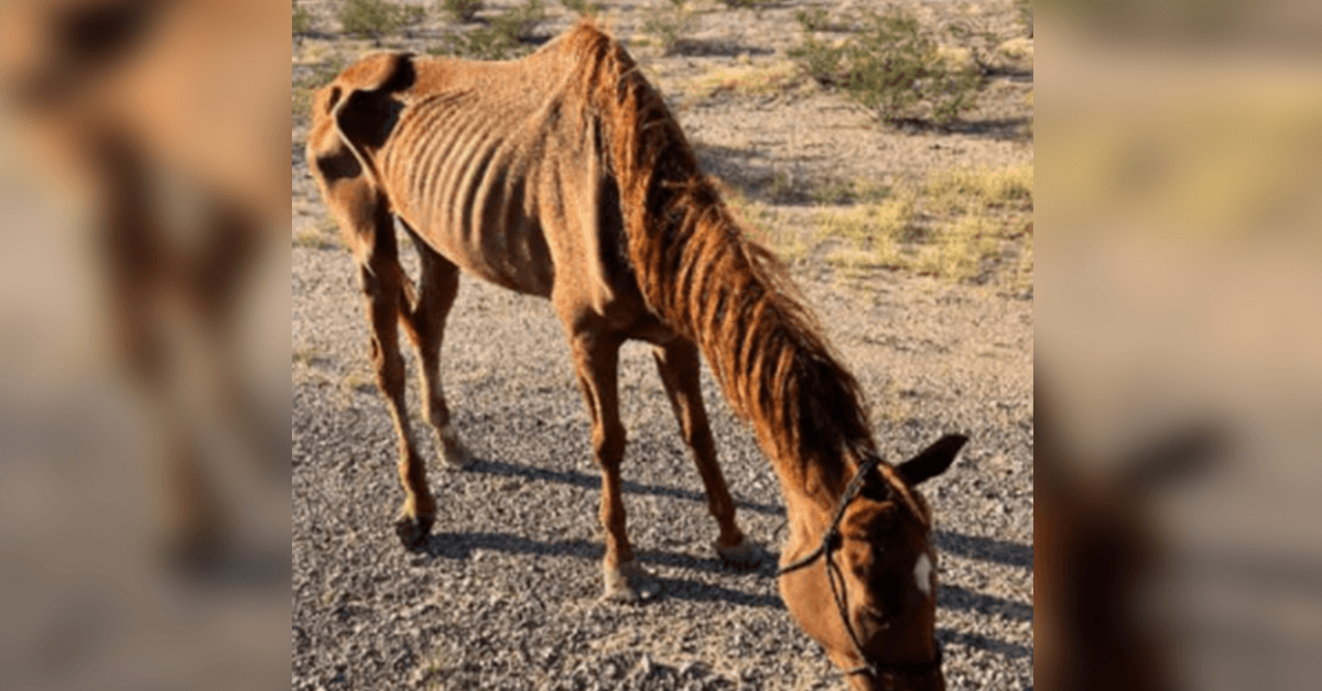 Uitgemergeld racepaard achtergelaten in woestijn gered door dierenreddingsgroep in Arizona