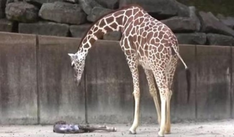 Mama Giraffe let op tekenen van leven in haar uitgeputte pasgeboren baby