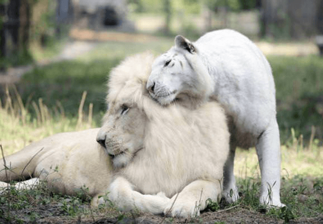 Witte leeuw en witte tijger kregen samen baby’s en ze zijn de meest schattige dingen op aarde