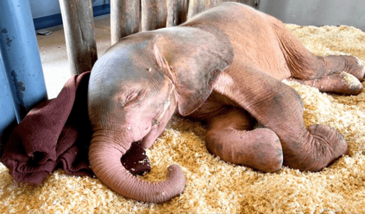 Baby-albino-olifant die dagenlang vastzat in een strik is zo blij dat hij eindelijk veilig is