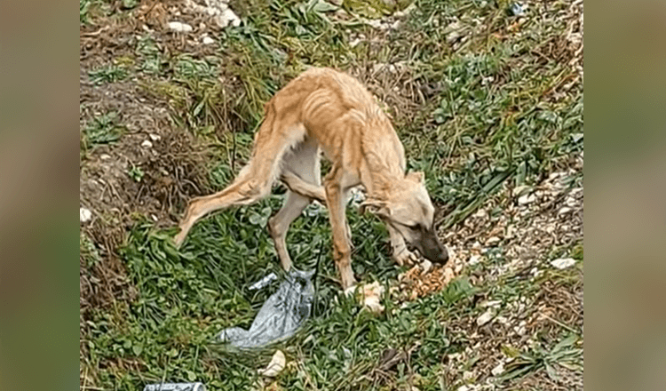 Hij vond een bange hond die mensen helemaal niet vertrouwt en erg verdrietig is