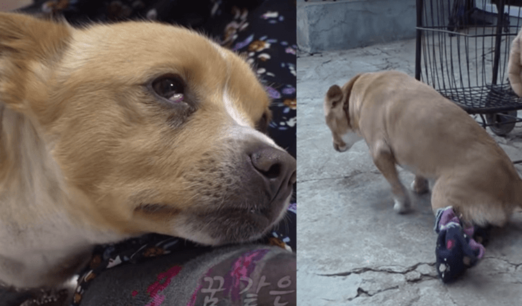 De verlamde hond van de arme vrouw wordt weggehaald en ze stort in tranen op de grond