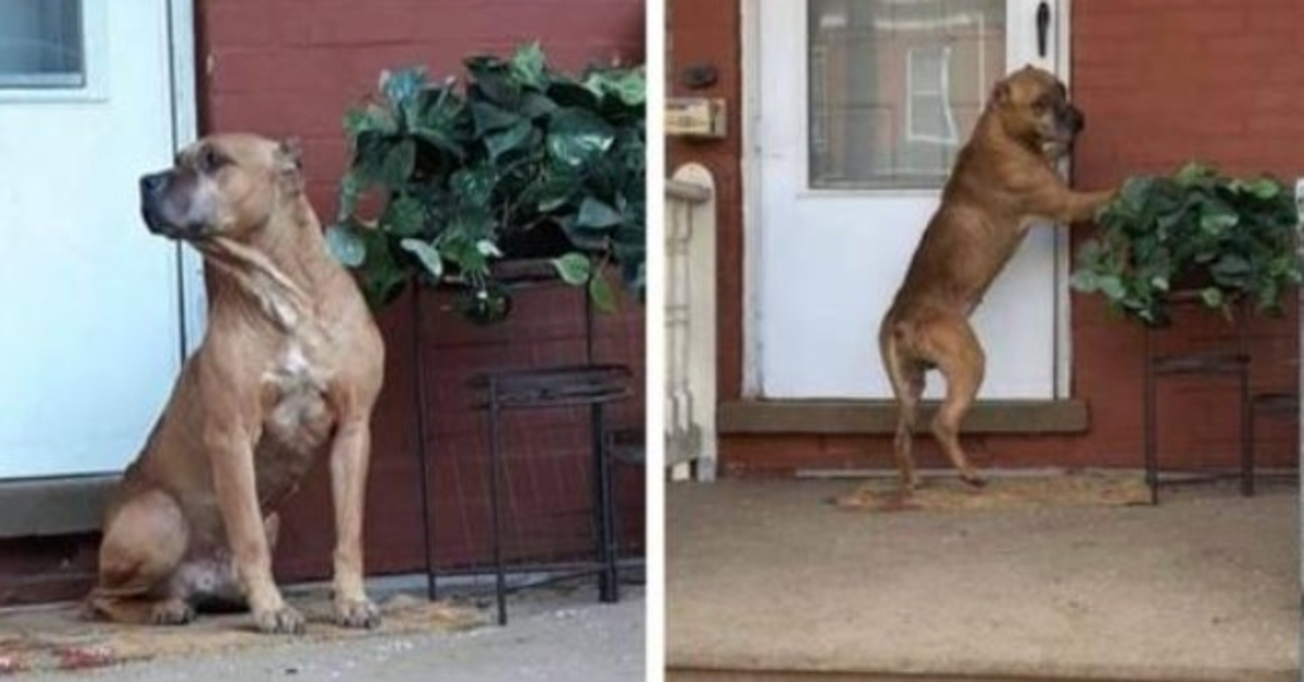 Hond wachtte weken op de veranda nadat zijn gezin was verhuisd