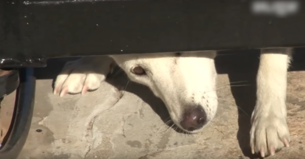 Onbeminde hond kruipt onder hun poort door en vraagt om een thuis, maar vrouw wil niet toegeven