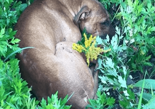 De stervende pitbull had alle hoop verloren toen kinderen hem net op tijd in het gras vonden