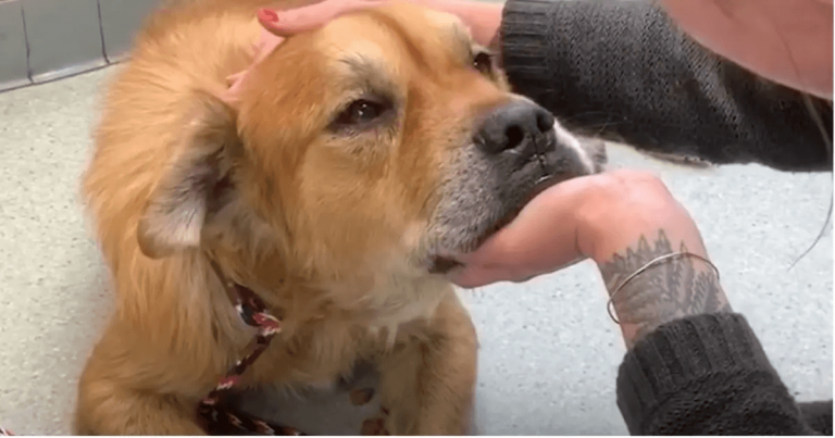 Senior hond in asiel zet poot op vrouw en laat haar weten dat het tijd is