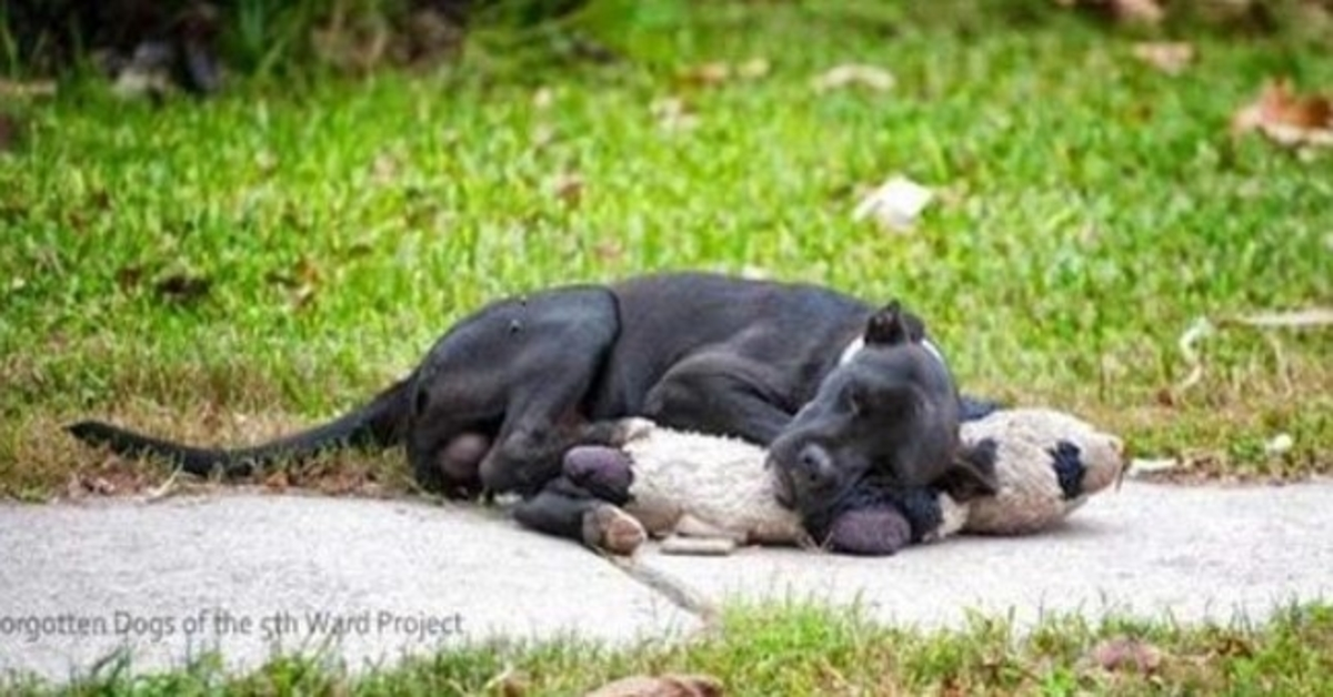 Deze zwerfhond slaapt met een knuffeldier en niemand geeft erom