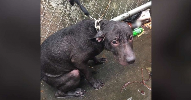 Agent vindt hond vastgebonden in de koude regen en besluit hem een forever home te geven