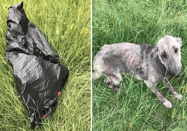 Hond van vrouw huilt van nood nadat ze zieke hond bij vuilniszak heeft gevonden