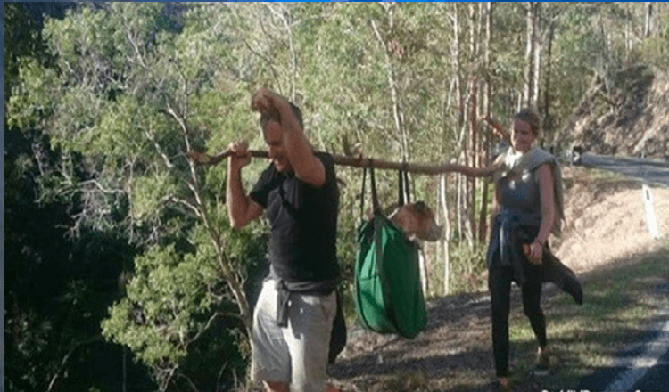 Wandelaars vinden al bijna een maand vermiste hond in Australian National Park