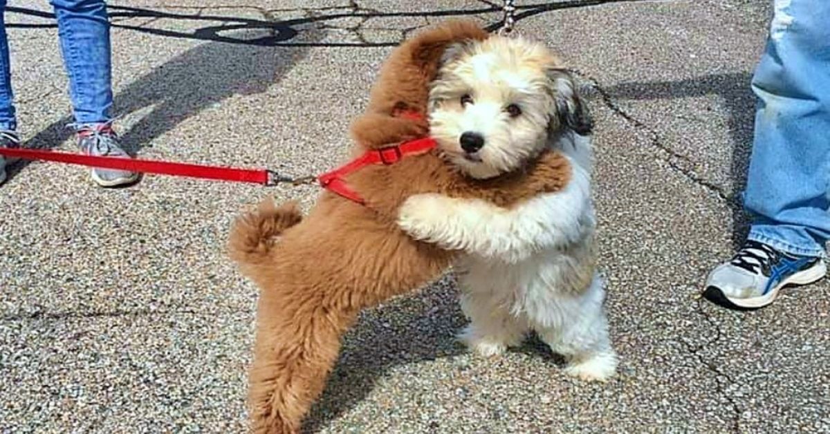 Beste puppyvriendjes begroeten elkaar elke keer als ze elkaar zien met een knuffel